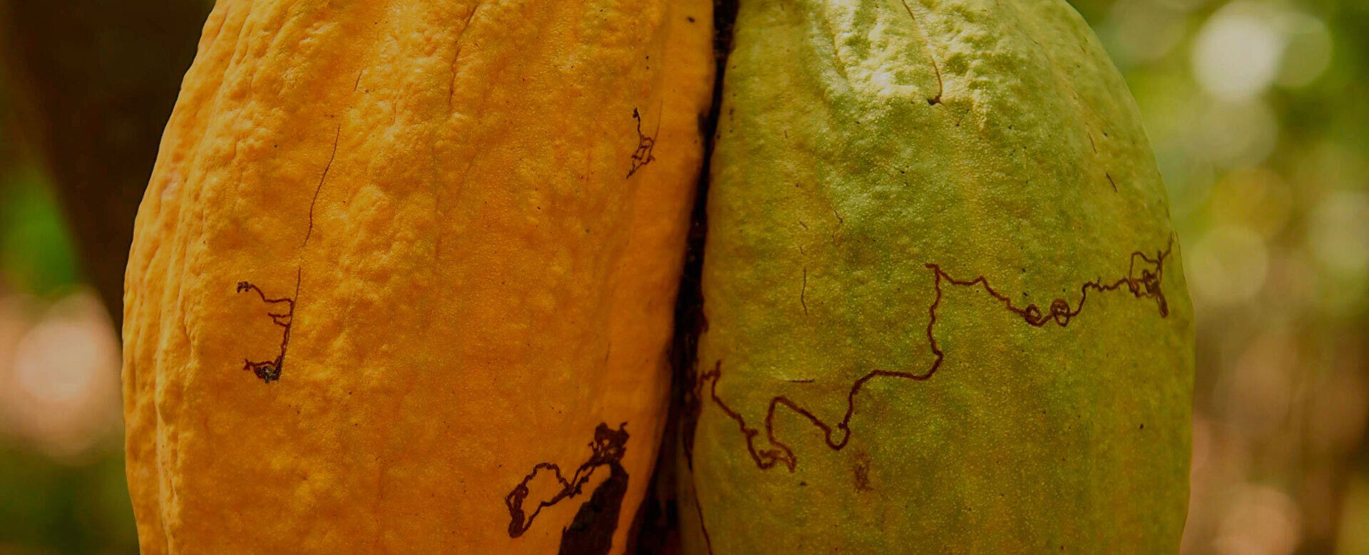 You are currently viewing Veliche Rainforest Alliance certified cocoa